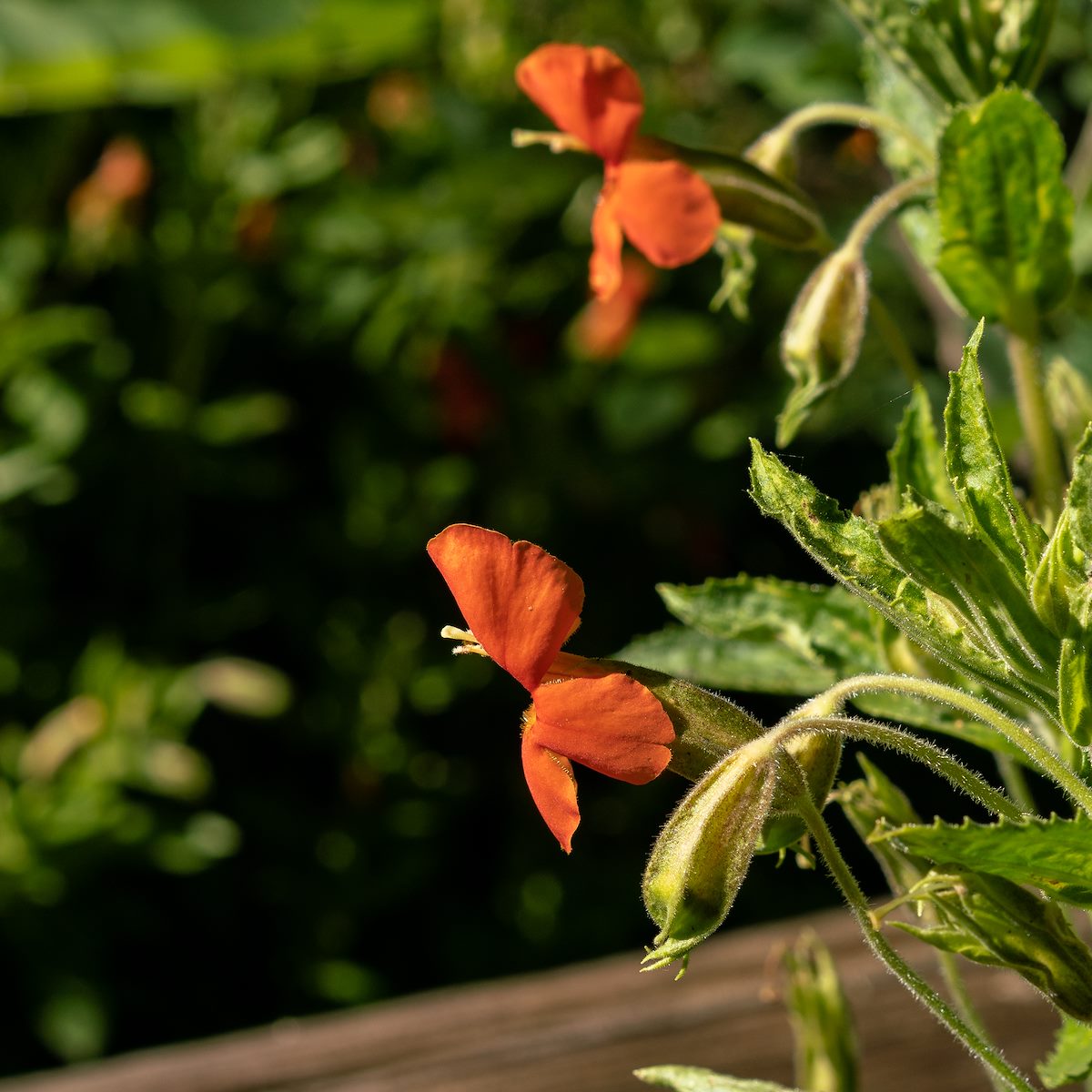 2018 July Scarlet Monkeyflower