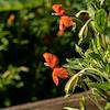 2018 July Scarlet Monkeyflower