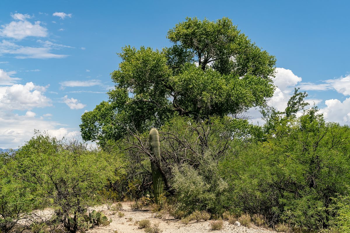 2018 July Tree above Peck Spring