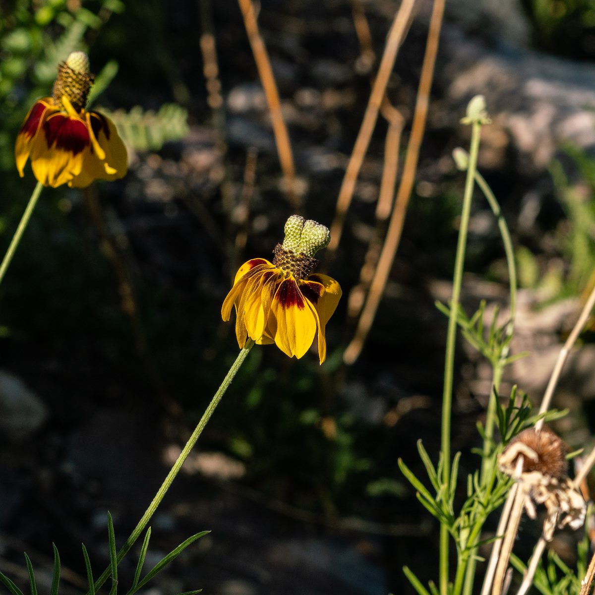 2018 July Upright Prairie Coneflower 01