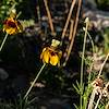 2018 July Upright Prairie Coneflower 01