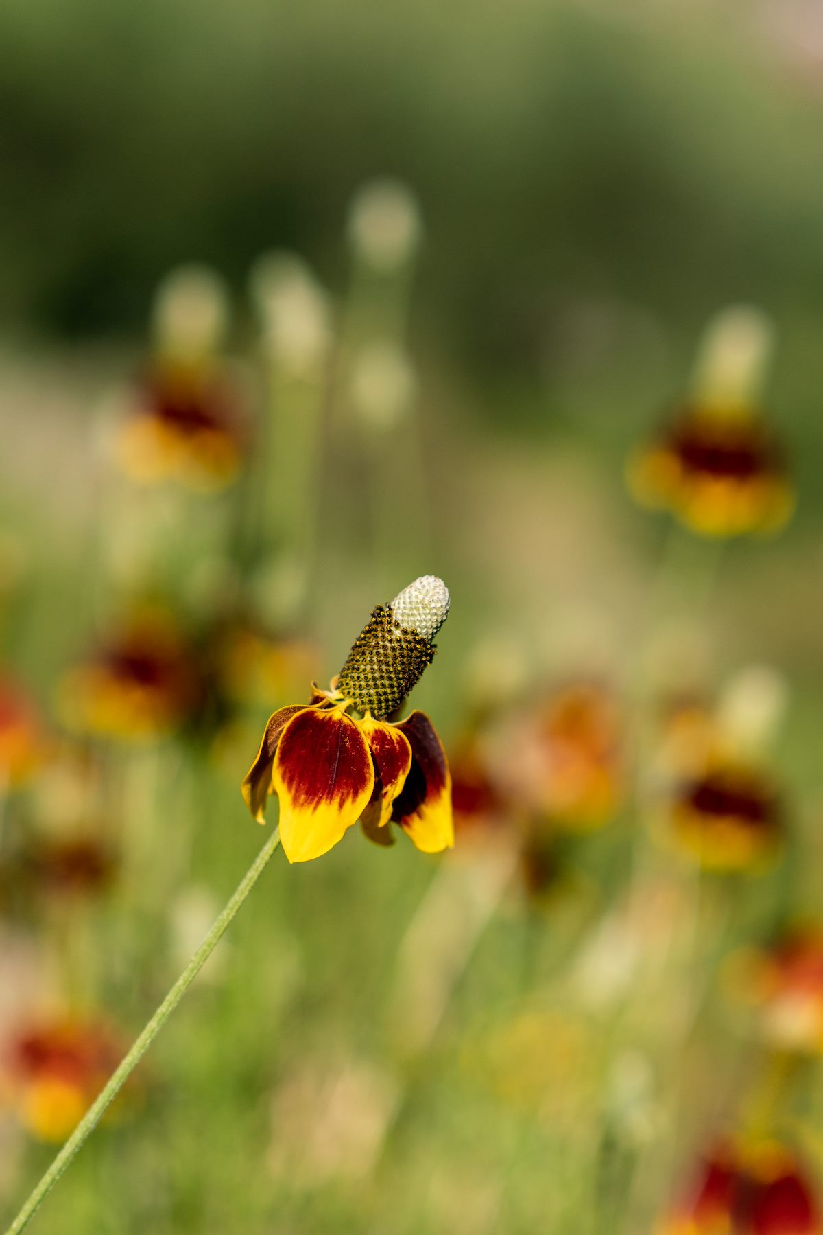 2018 July Upright Prairie Coneflower 02