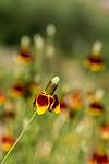 2018 July Upright Prairie Coneflower 02