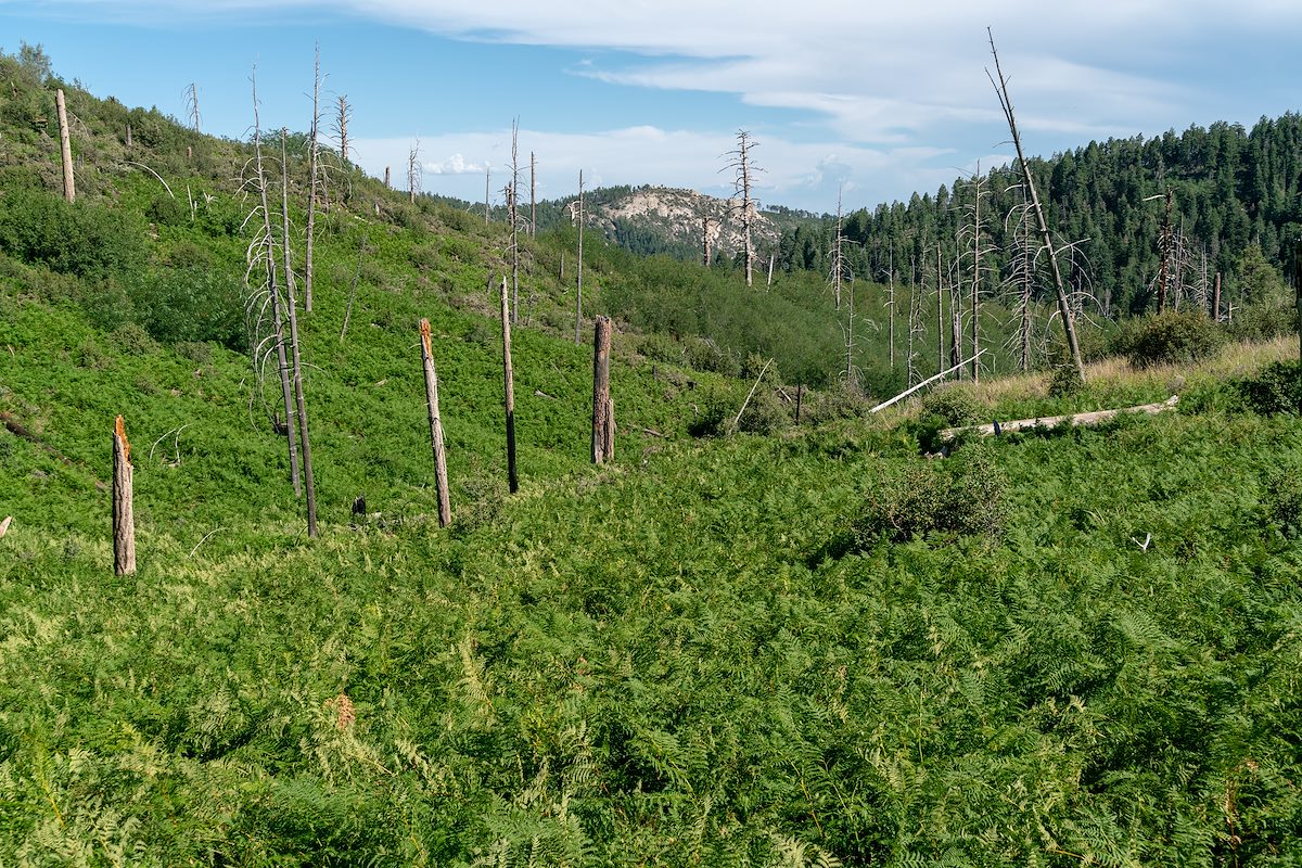 2018 July View from the Mint Spring Trail