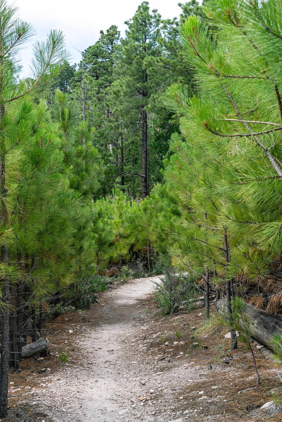 2018 July Young Pines surrounding the Aspen Trail
