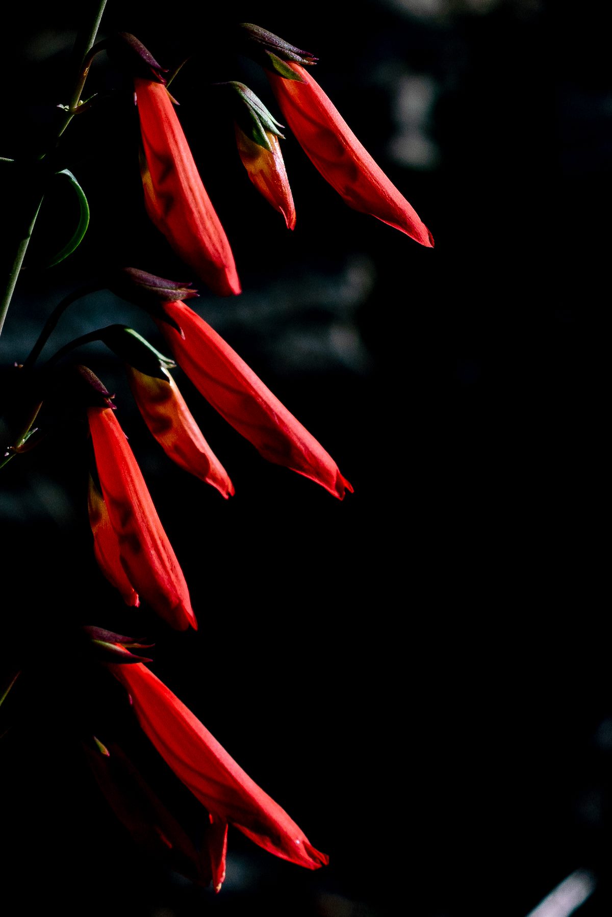 2018 June Penstemon off FR18