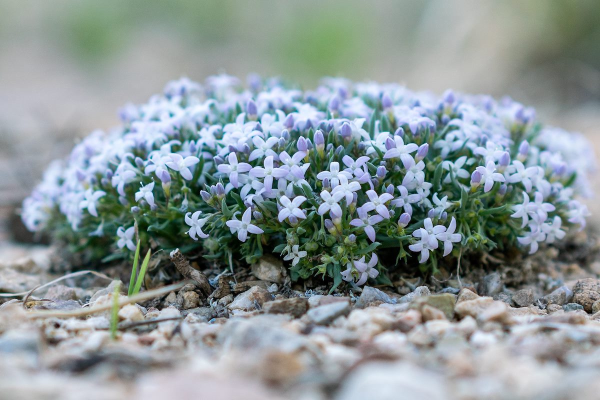 2018 June Pygmy Bluet off FR18