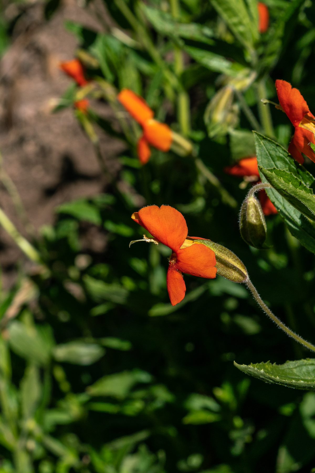 2018 June Scarlet Monkey Flower
