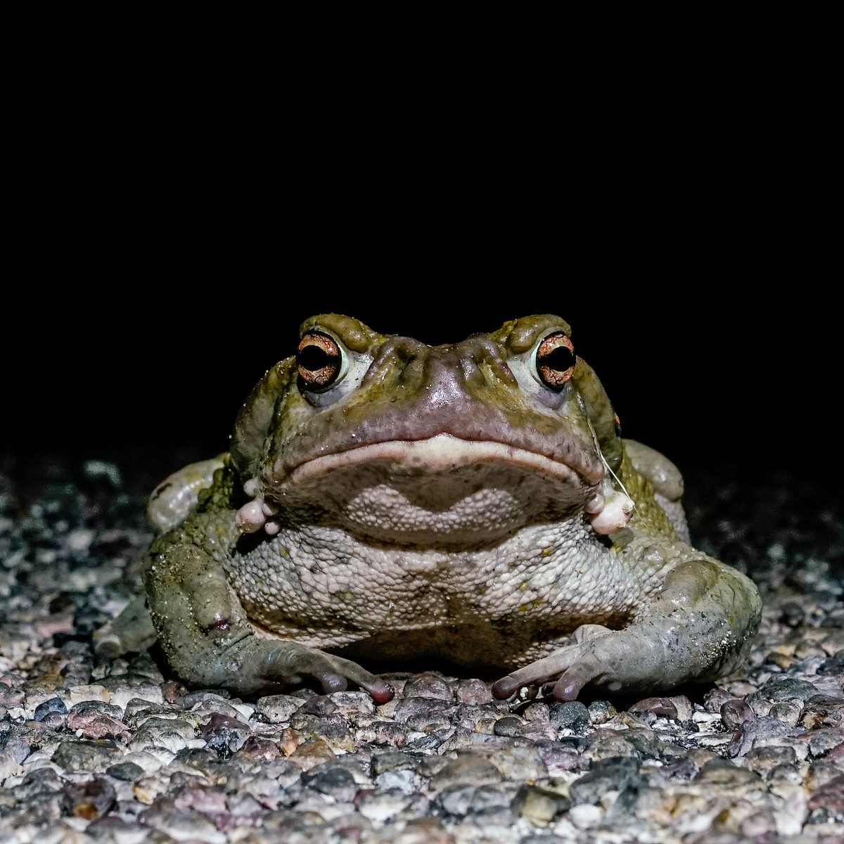 2018 June Sonoran Desert Toad