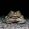 2018 June Sonoran Desert Toad