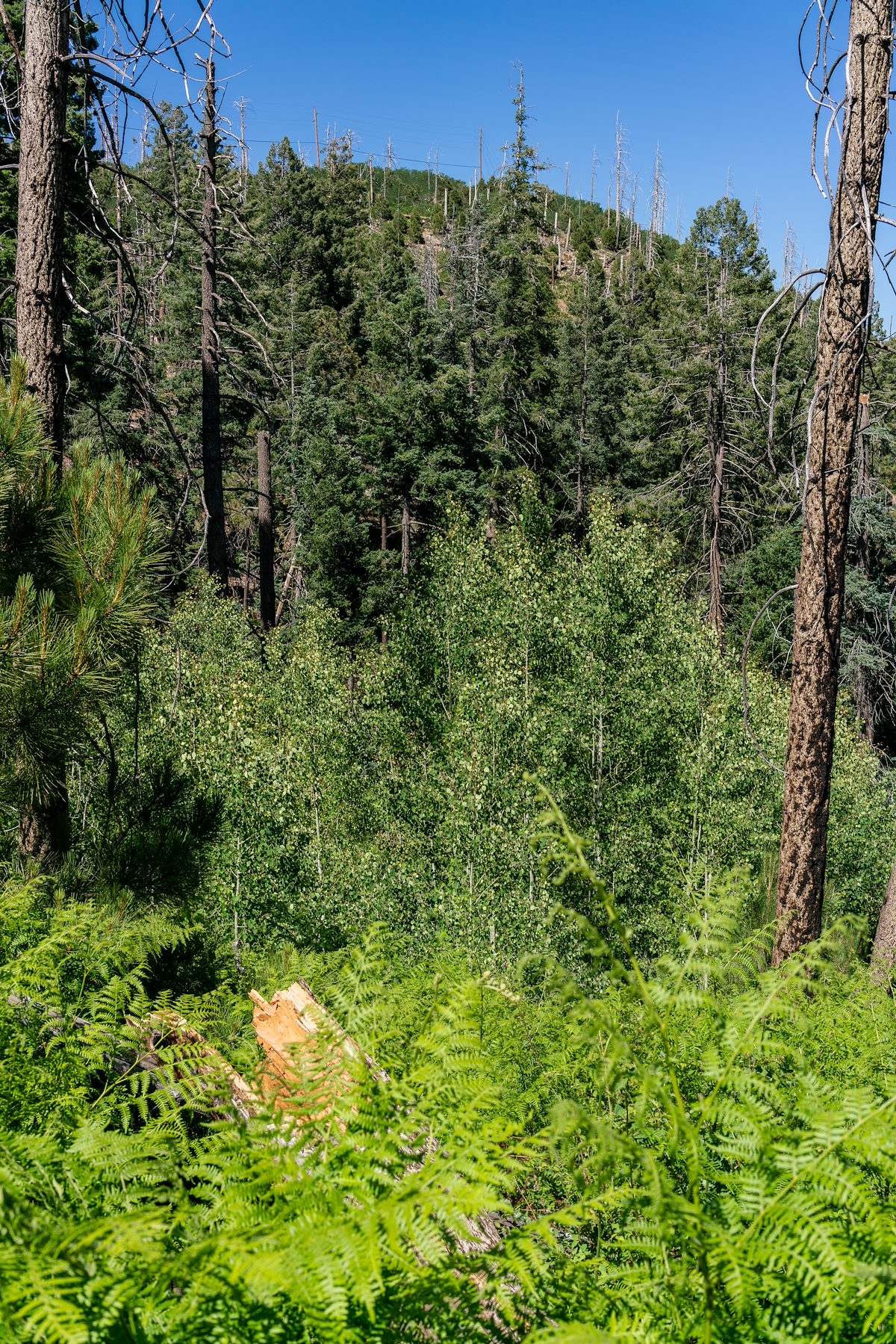 2018 June Top of the Carter Canyon Trail