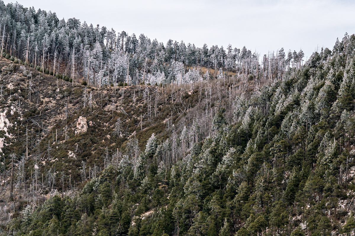 2018 March Frozen Trees from the Aspen Trail
