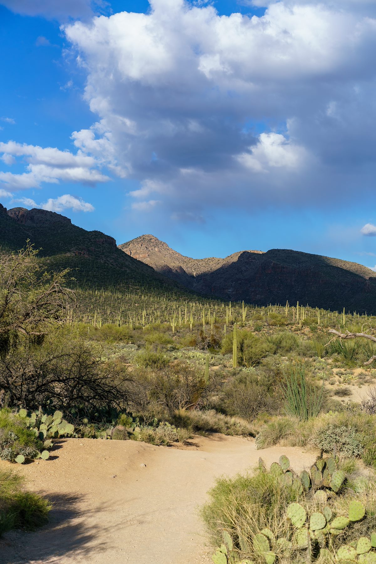2018 March Gibbon Mountain in the Distance