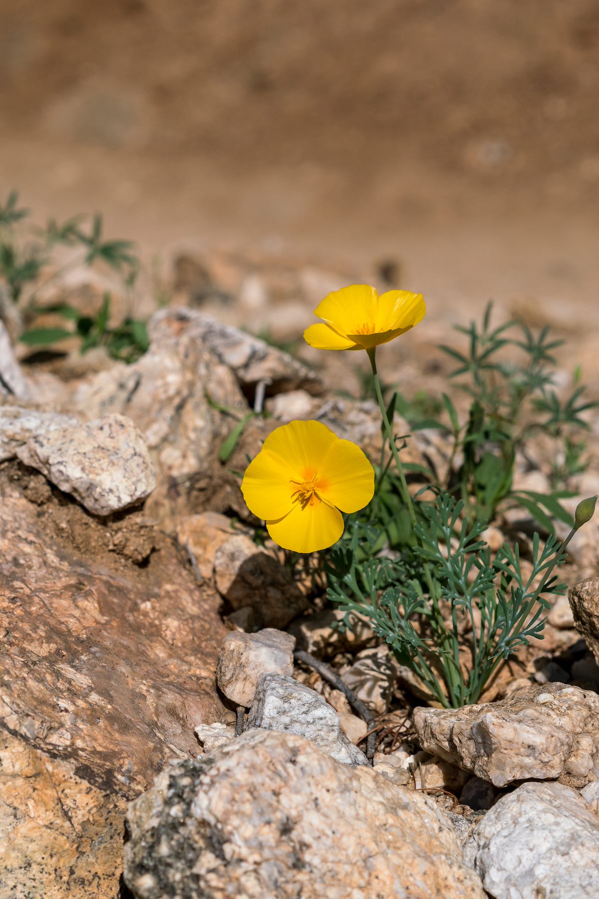 2018 March Poppy on the Phoneline Trail