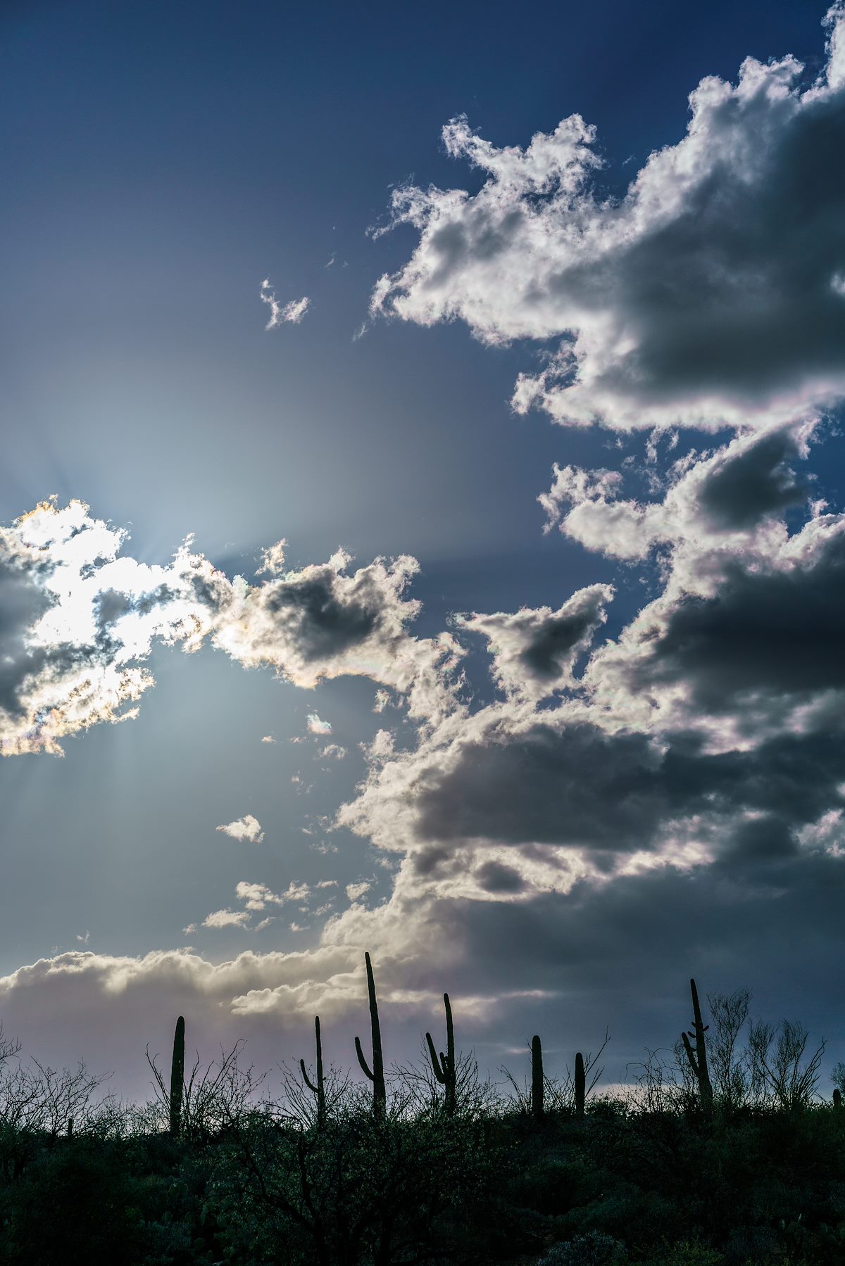 2018 March Saguaro and Clouds
