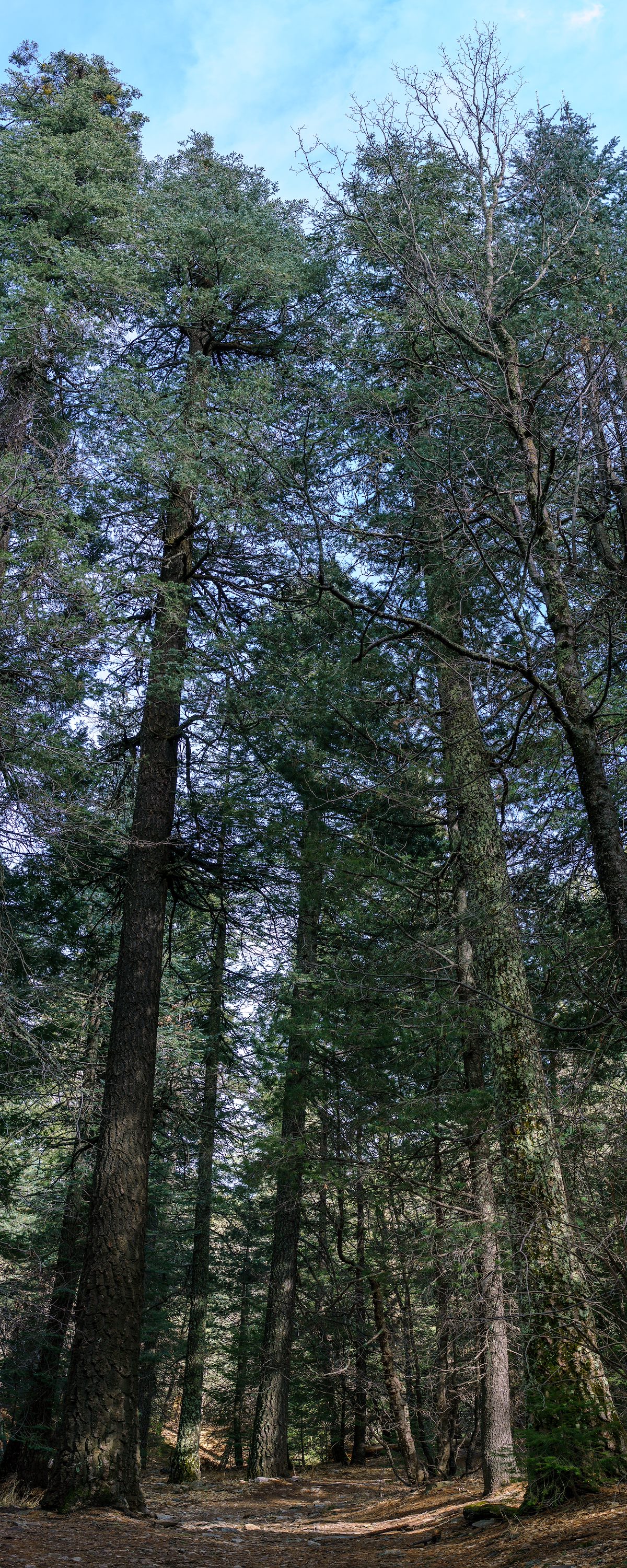 2018 March Tall Trees on the lower part of the Aspen Draw Trail