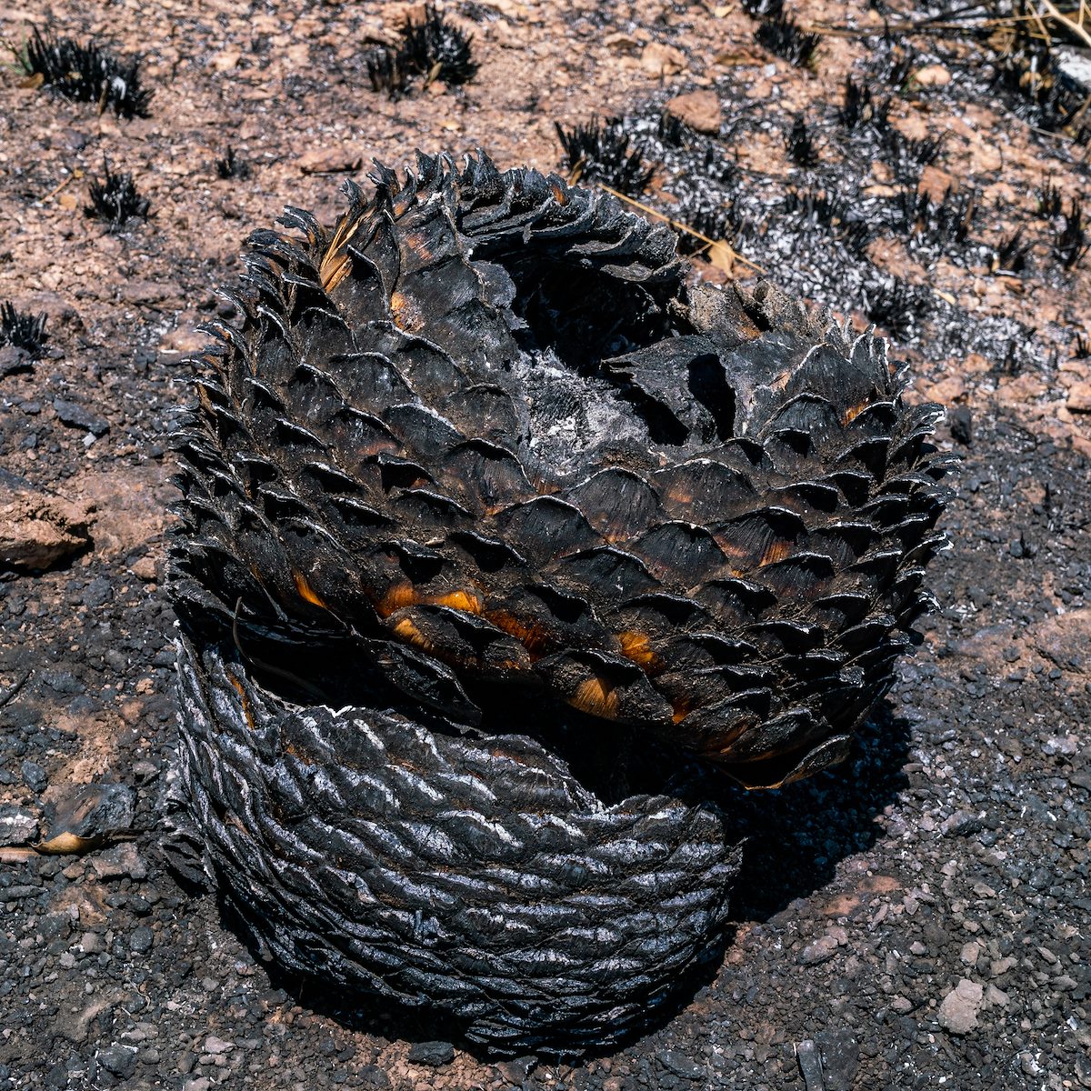 2018 May Agave burned in the Bug Fire