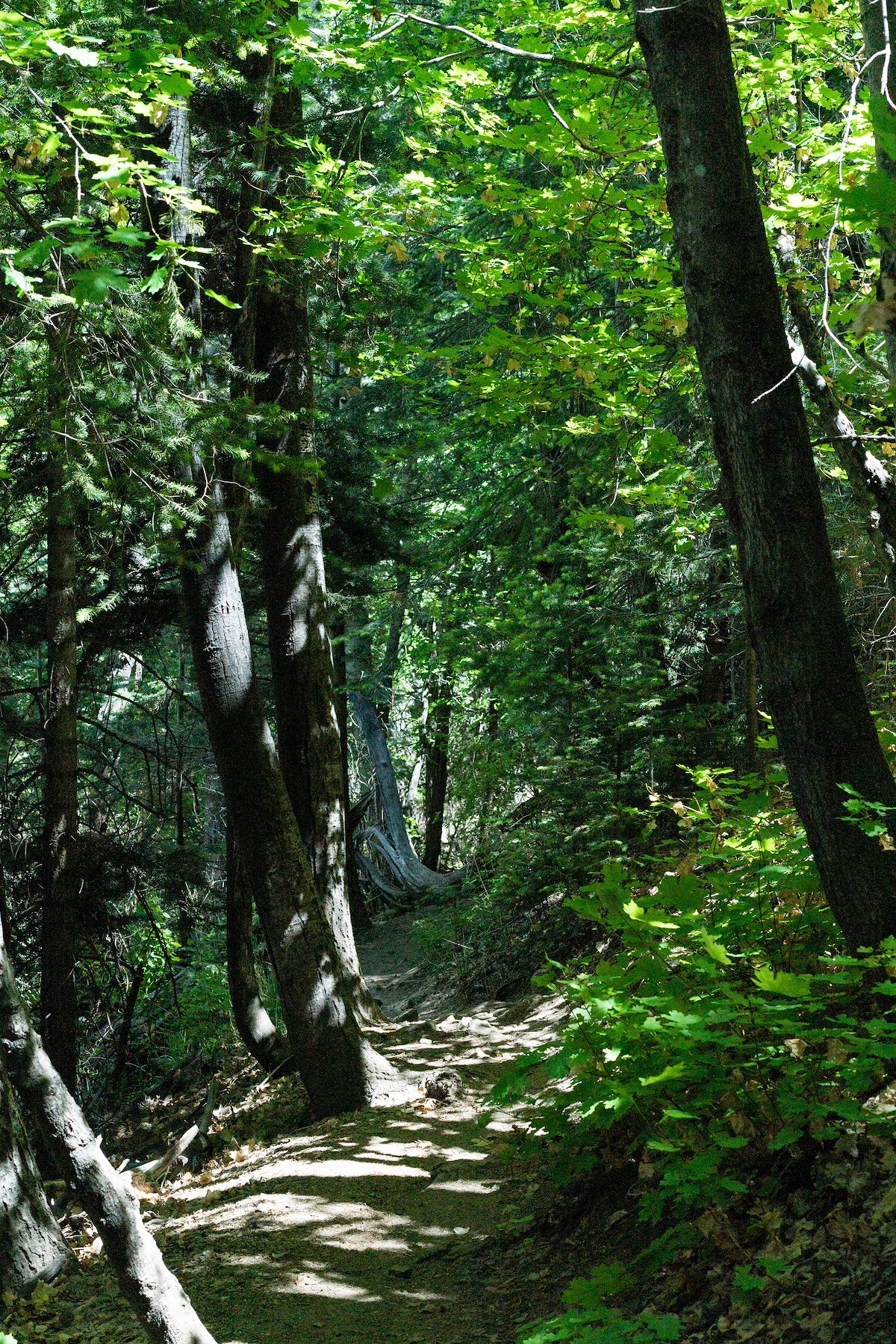 2018 May Aspen Draw Trail