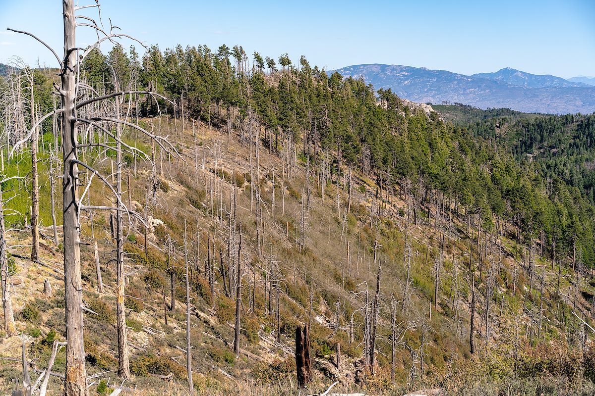 2018 May Aspen Trail