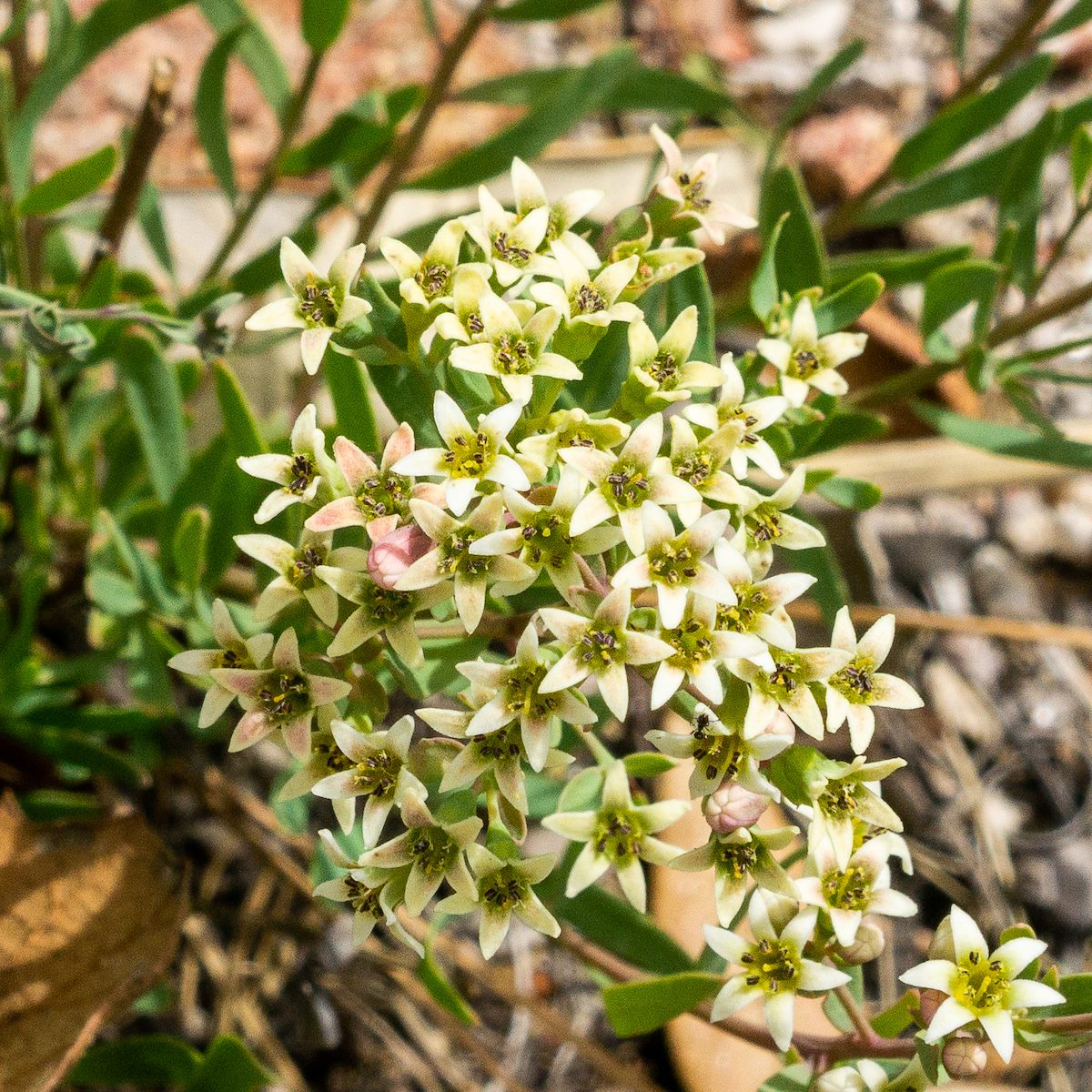2018 May Bastard Toadflax on the way to Brinkley Point