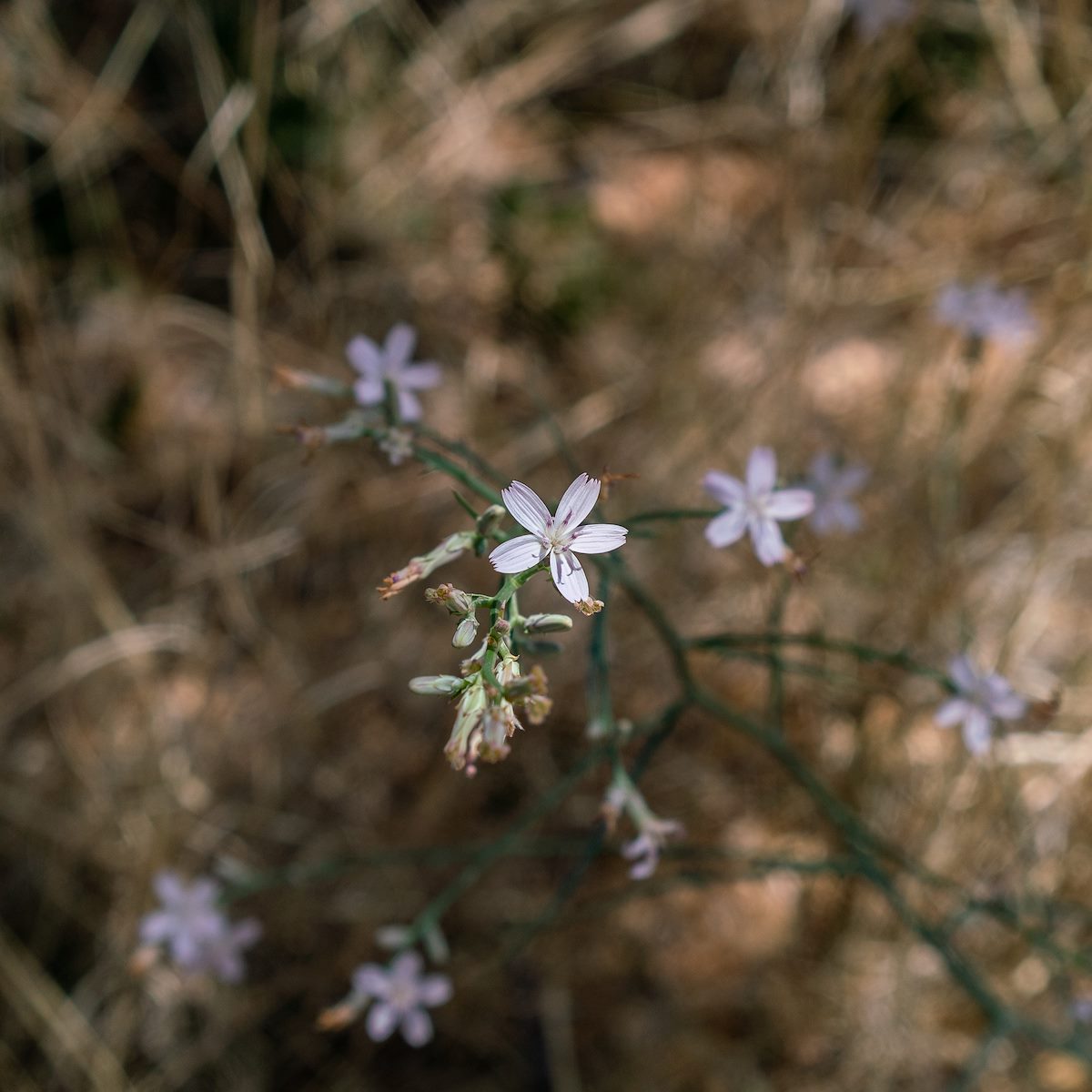 2018 May Brownplume Wire Lettuce near the start of the Bug Spring Trail