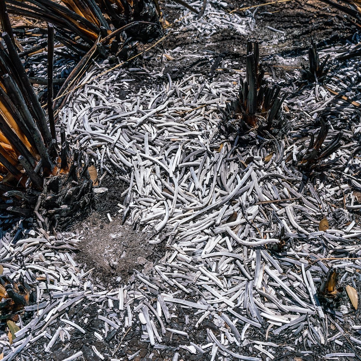 2018 May Bug Fire Remains