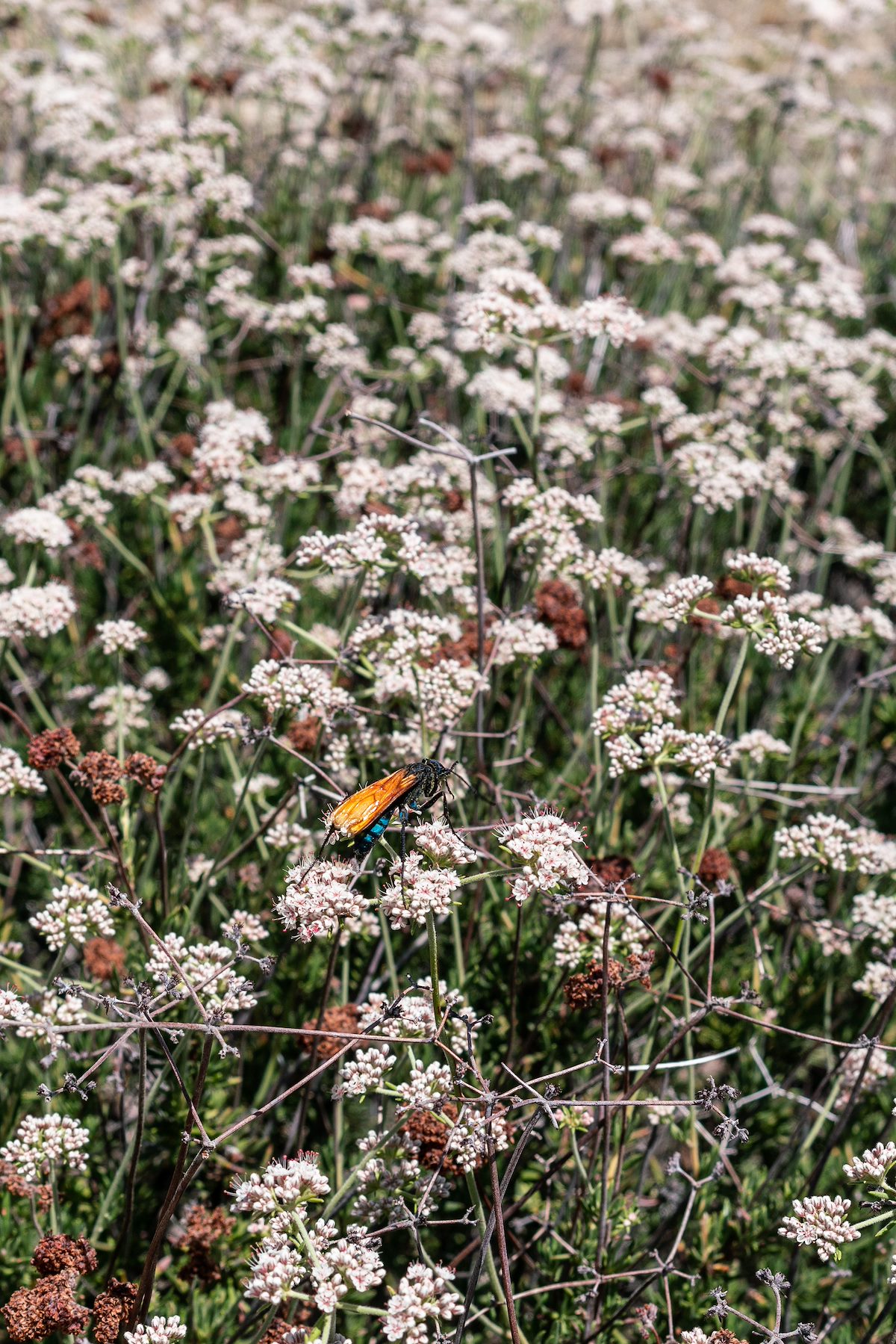 2018 May Hawk in the Flowers at the Bug Spring Trailhead