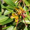 2018 May Madrone along the Brush Corral Shortcut Trail