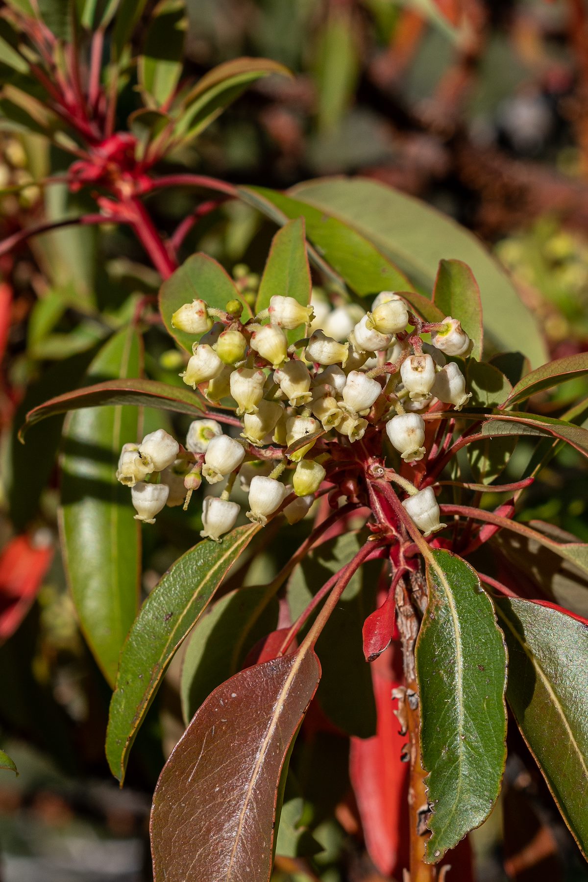 2018 May Madrone Flowers off the Brush Corral Shortcut Trail