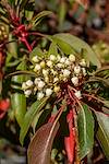 2018 May Madrone Flowers off the Brush Corral Shortcut Trail