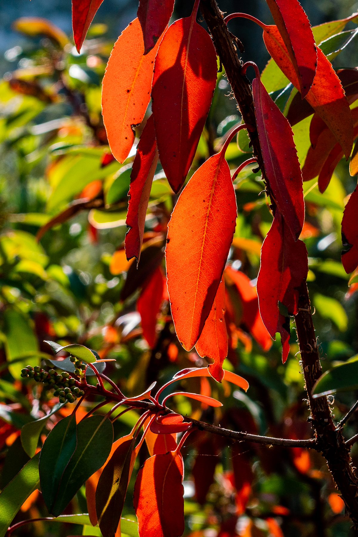 2018 May Madrone leaves in the sun