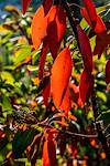 2018 May Madrone leaves in the sun