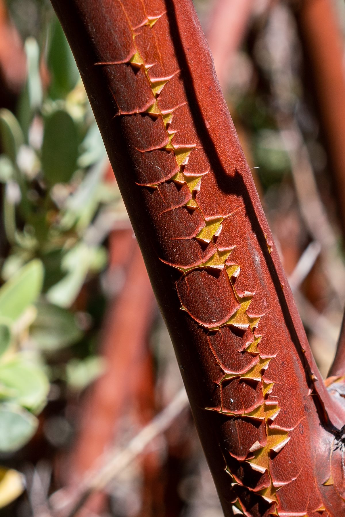2018 May Manzanita Bark