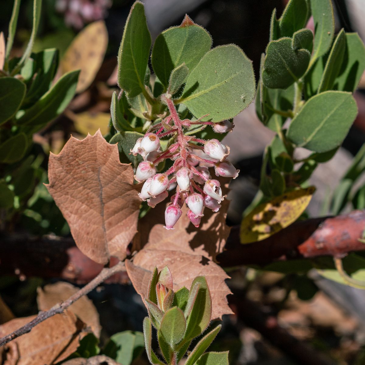2018 May Manzanita Flowers on the Brush Corral Trail