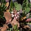 2018 May Manzanita Flowers on the Brush Corral Trail