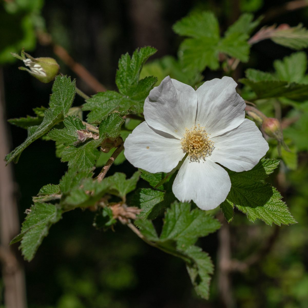2018 May New Mexico Raspberry 01