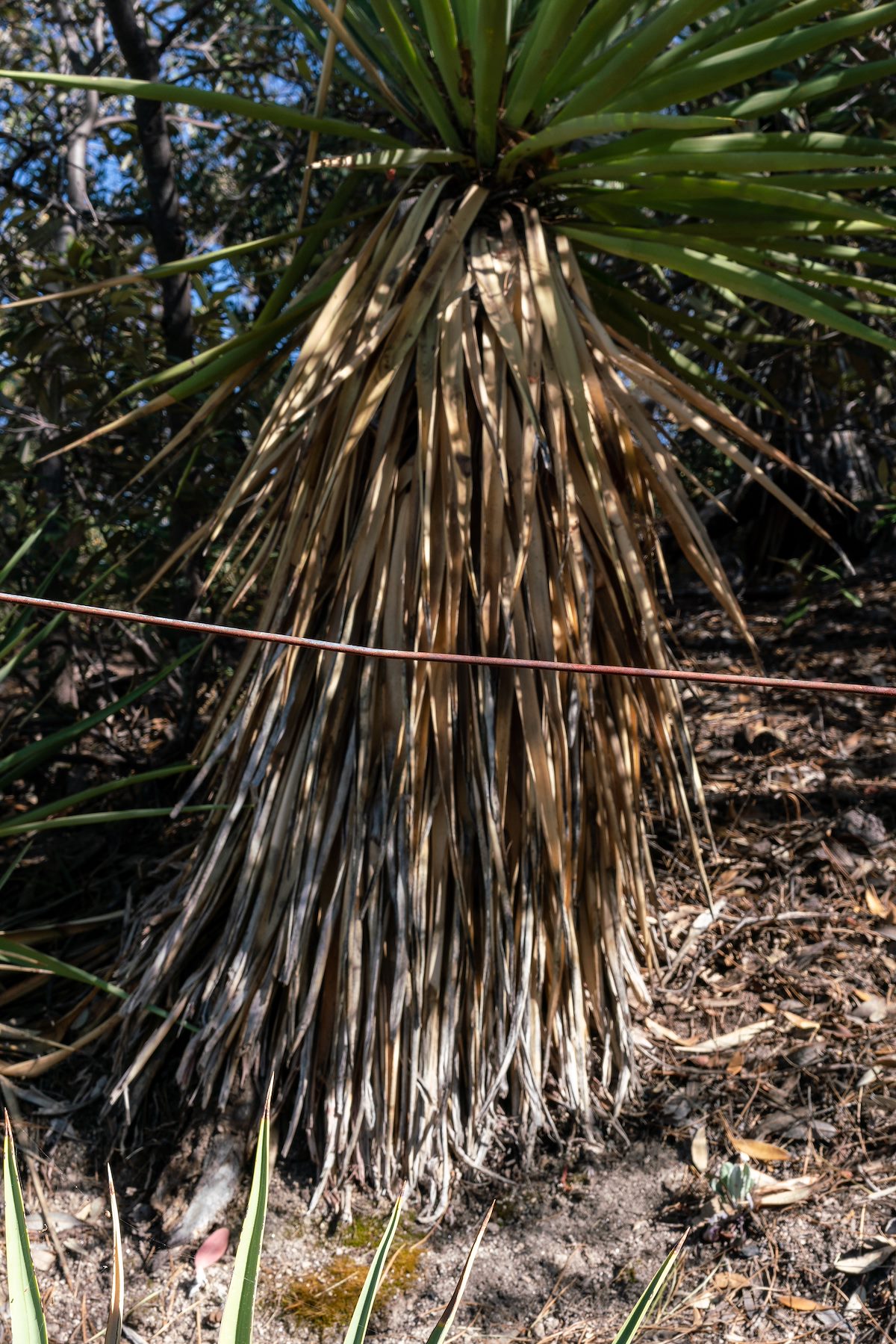 2018 May Old Phoneline along the Brush Corral Trail