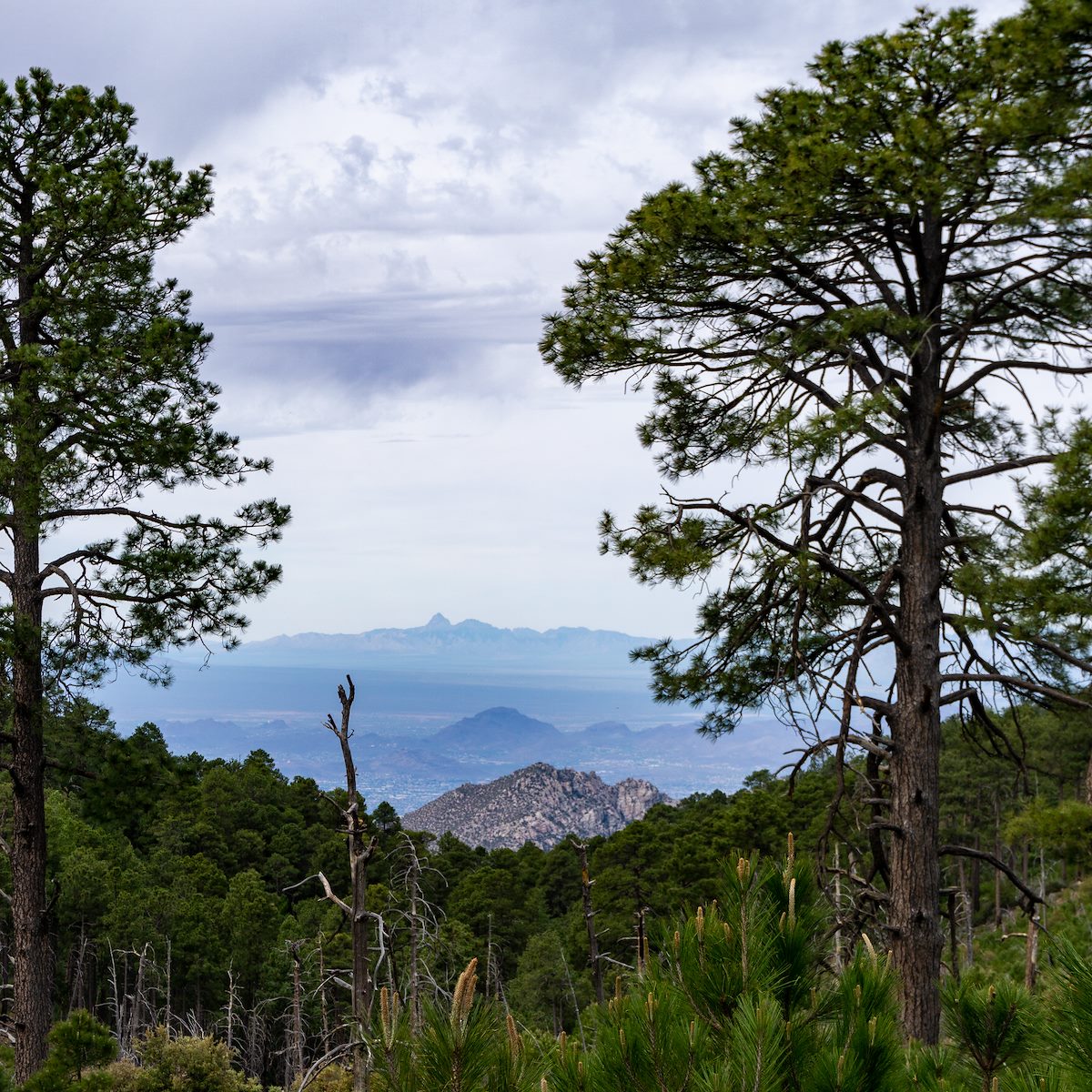 2018 May Rattlesnake Peak, Cat Mountain and Baboquivari from the Box Camp Trail