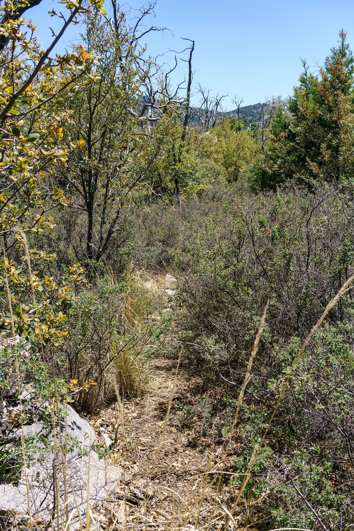 2018 May Samaniego Ridge Trail