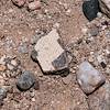 2018 May Second Canyon Ruin Sherds 01