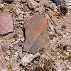 2018 May Second Canyon Ruin Sherds 06