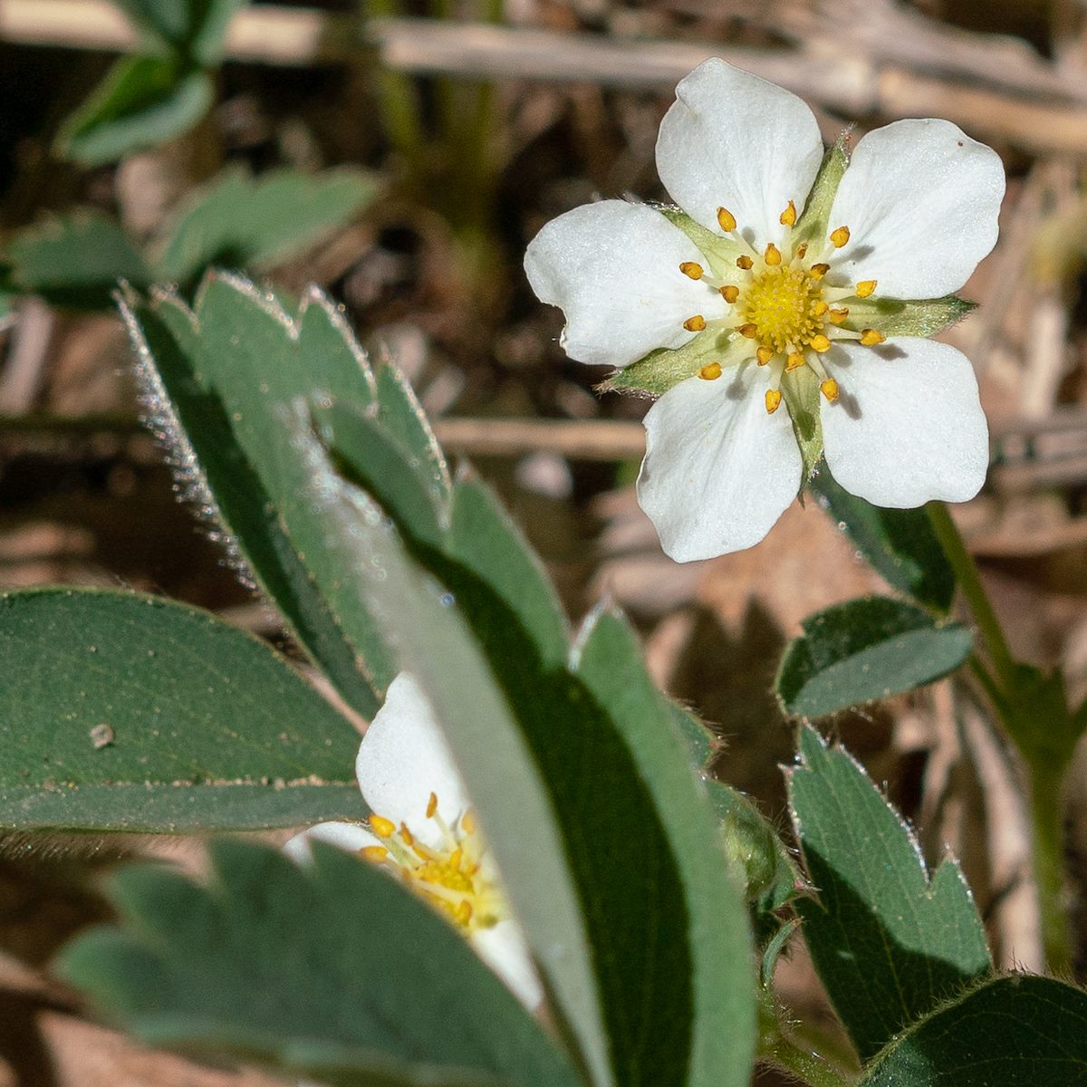 2018 May Strawberry Flower in Upper Sabino Canyon