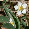 2018 May Strawberry Flower in Upper Sabino Canyon