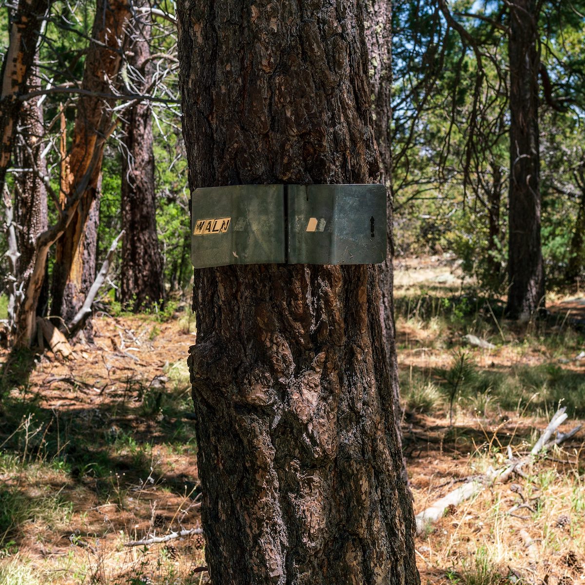 2018 May Walnut Spring Sign