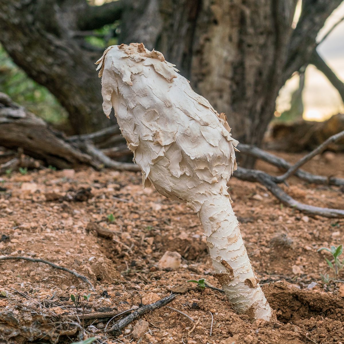 2018 November Desert Fungus on the Linda Vista Trails