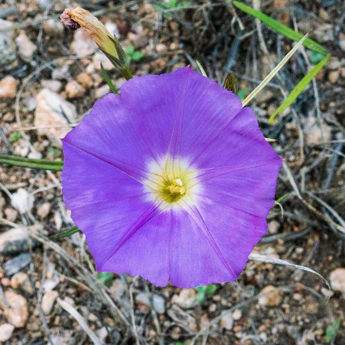 2018 November Morningglory on the Pima Canyon Trail