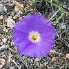 2018 November Morningglory on the Pima Canyon Trail