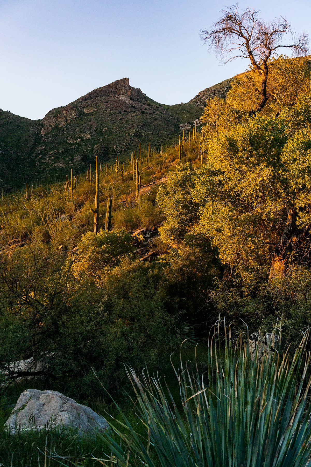 2018 November The Cleaver