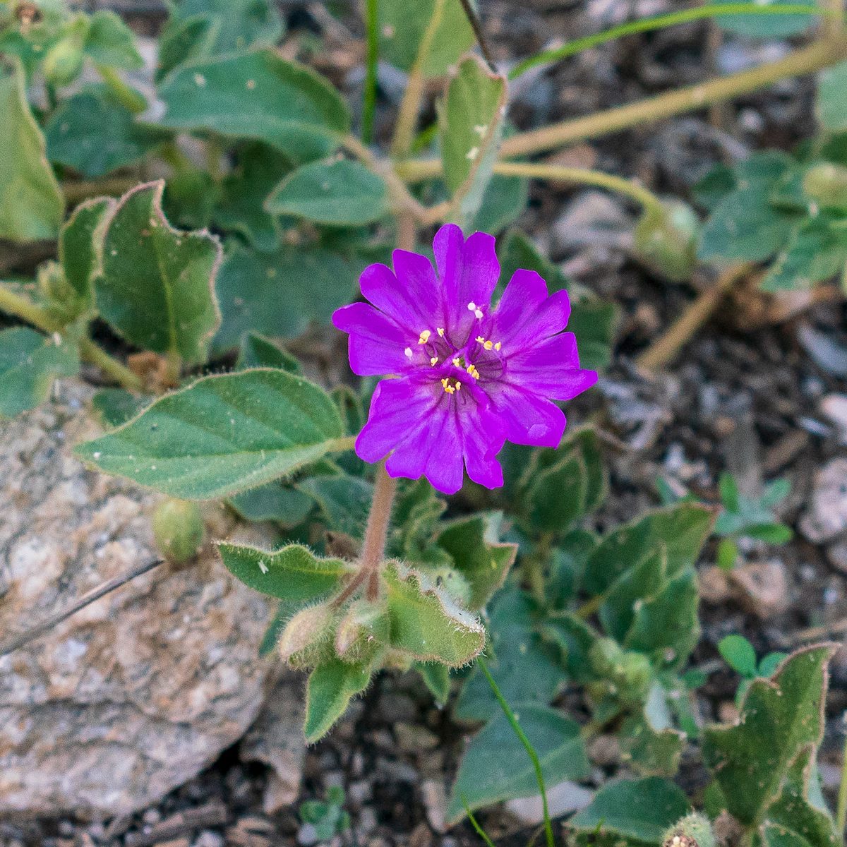 2018 November Trailing Four O'Clock on the Pima Canyon Trail