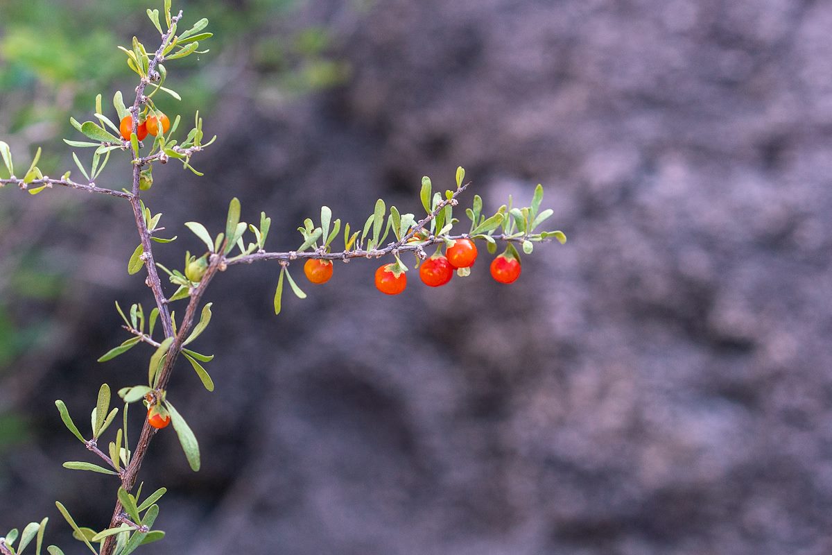 2018 November Wolfberry new Pontatoc Canyon